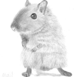 Le hamster - 5.00$